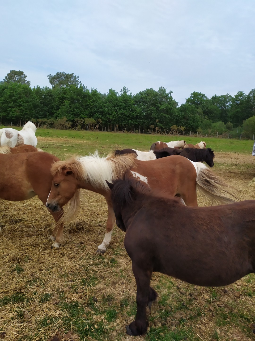 Illustration de l’expérience Elevage de chevaux et moutons